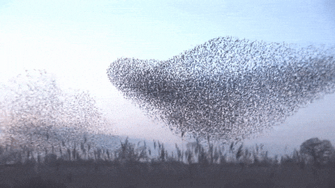 A video showing a large flock, or 'murmuration', of starlings coordinating their flight paths together.